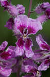 Pineoak jewelflower